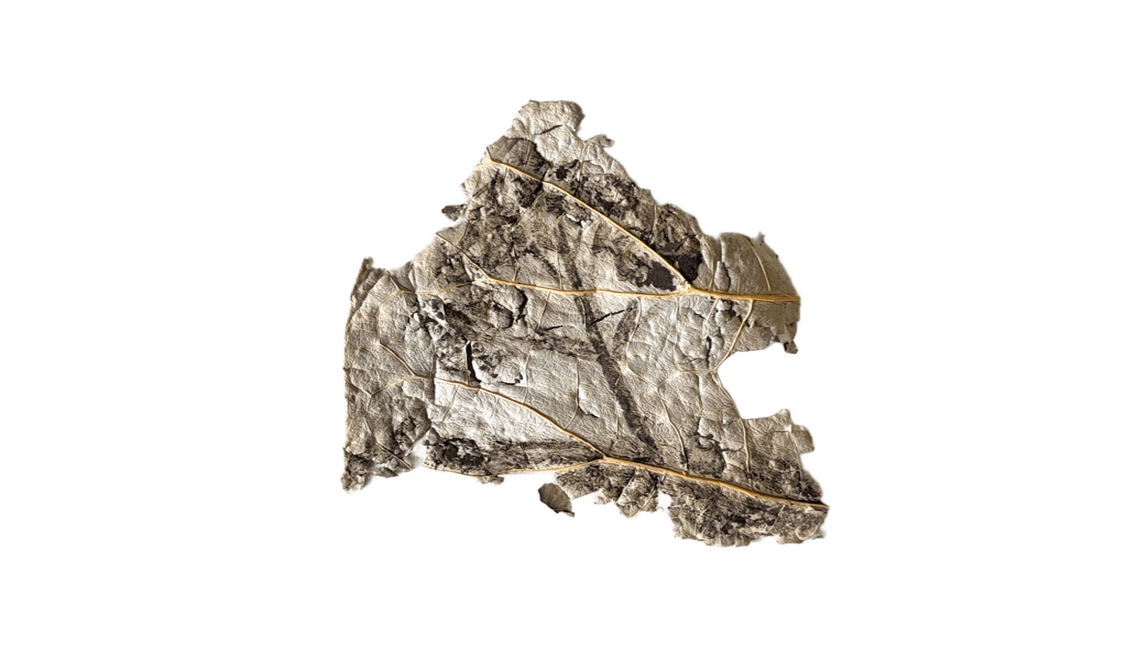 Soil drawing on lotus leaf covered in glycerin