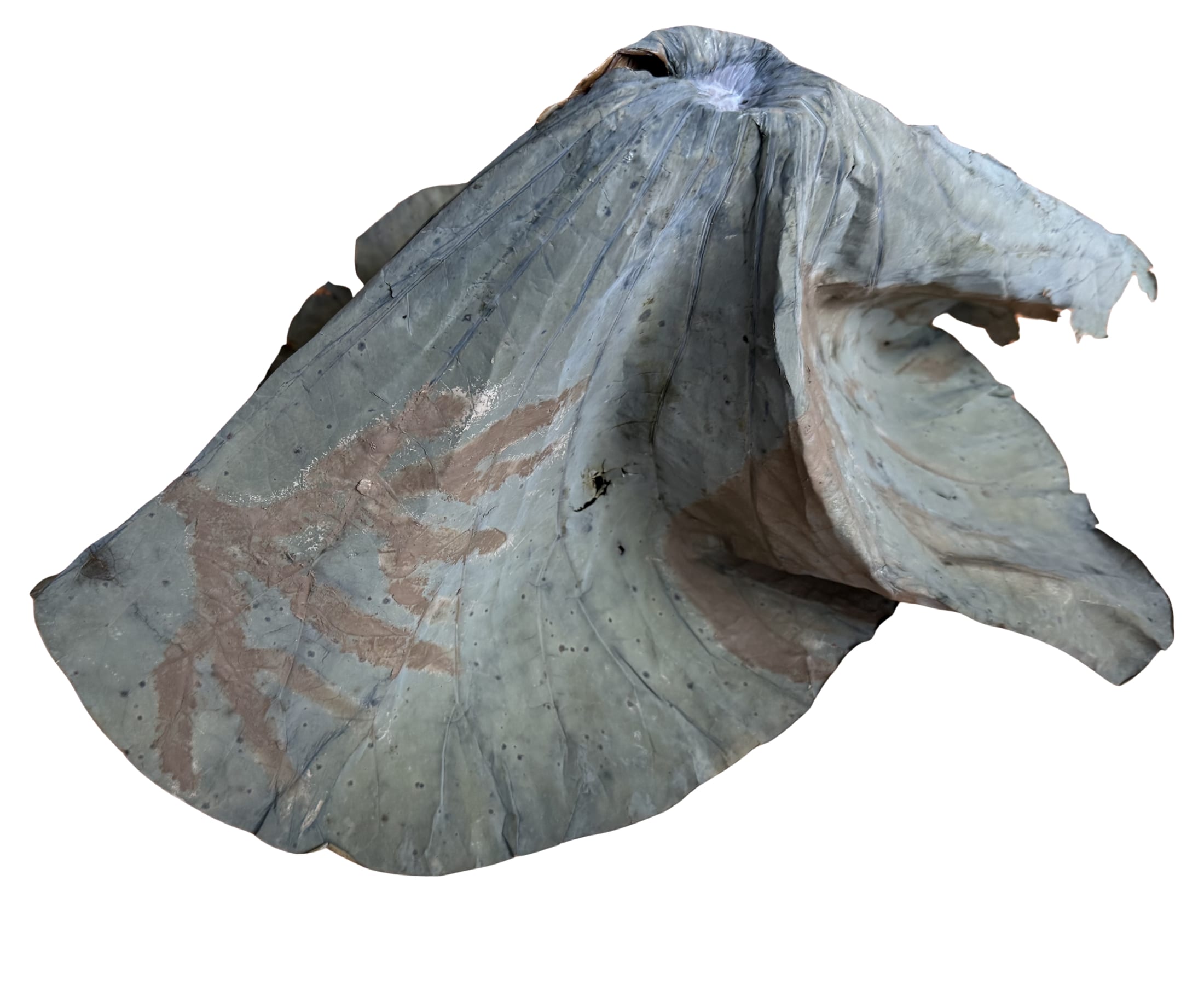 Whole lotus leaf soil drawing process