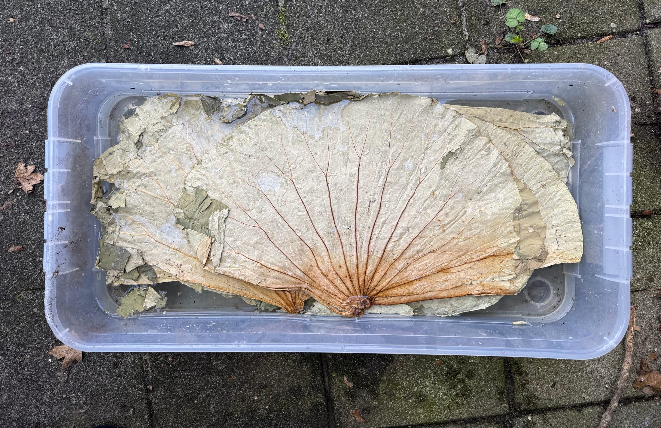 Lotus leaves soaking in water