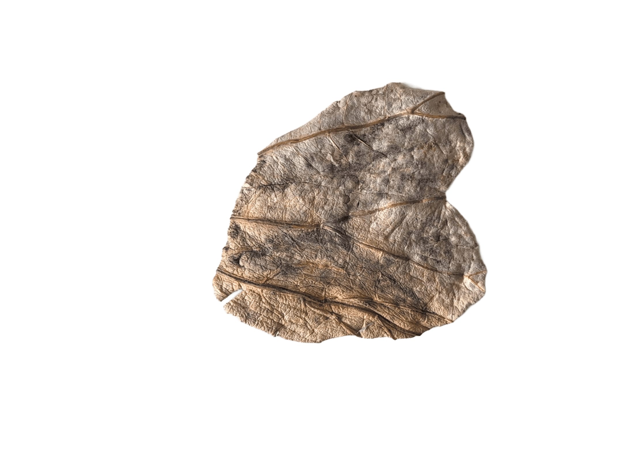 Soil drawing on lotus leaf, not preserved