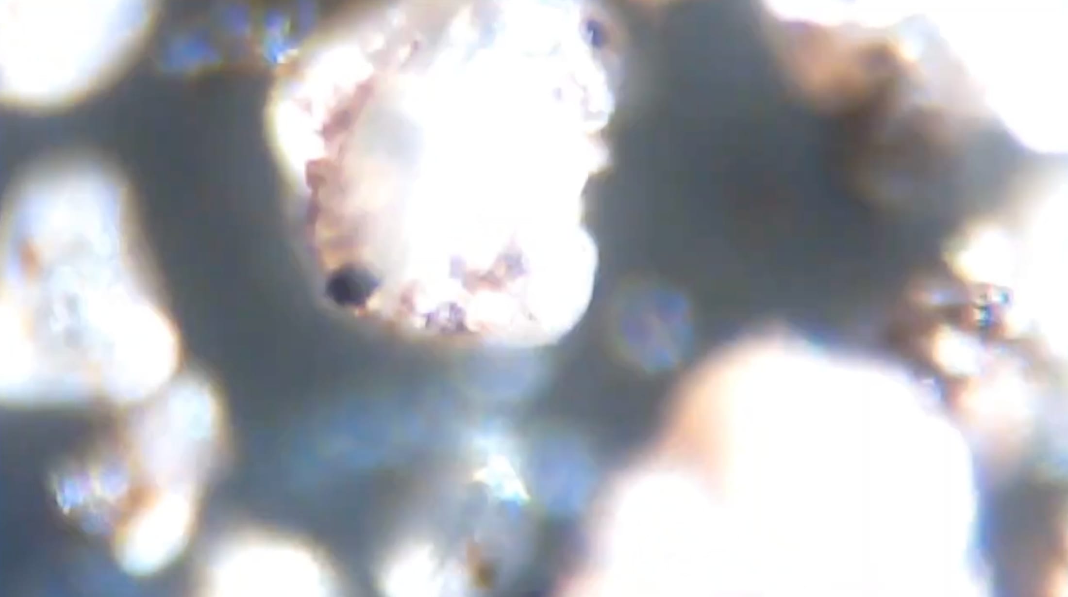 Microscopic still from De-Compost